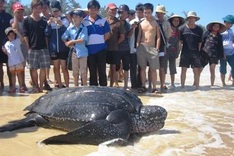Endangered sea turtle released to the wild