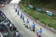 Seeing thrilling greyhound races in Vung Tau