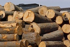 New challenges for timber exports to EU