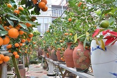 Tet trees in a jar win fans in Hanoi