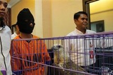 Indonesia arrests man selling protected eagles on Facebook