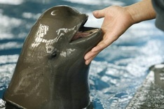 China 'river pig' deaths raise extinction fears