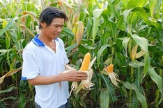 Farmers urged to plant corn, soybeans in lieu of rice