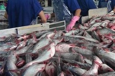 US Senators move to nullify new catfish inspection rules