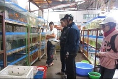 Fish breeding may disappear from Hanoi village