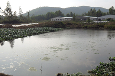 Locals attack pig farm in pollution protest