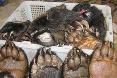 Tiger meat, bear paws openly available in Laos: NGO