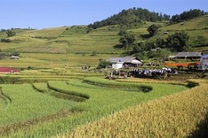 Farming competition at Mu Cang Chai terraced field