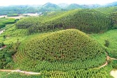 Bắc Giang favours forestry firms, ignores residents: investigators