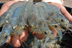 Shrimp exporters win top world award