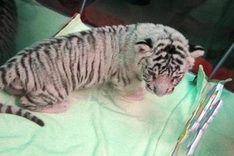 Rare white tigers born at Saigon Zoo