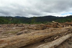 Mystery timber washed up after Thanh Hoa floods
