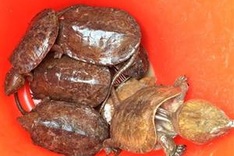 Workshop raises awareness of not using rare wildlife products