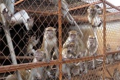 Report raises alarm over Laos monkey farms