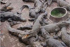 Ca Mau households illegally keep wild animals