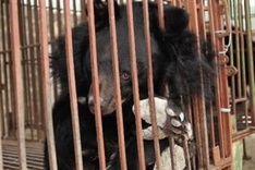 ENV summarises 10 years of fight against bear farming in Viet Nam