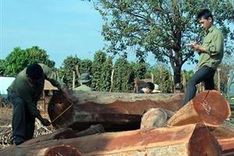 Ministry wants ban on natural forest exploitation