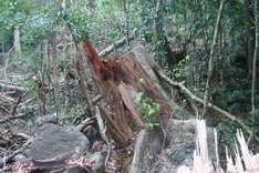 Citizen to play role in forest protection