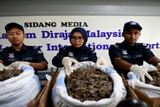 $1.2 million of pangolin scales seized in Malaysia