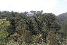 Rare plants make Hoang Lien National Park attractive to visitors