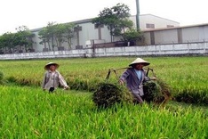 Businessmen flock to the countryside to set up workshops