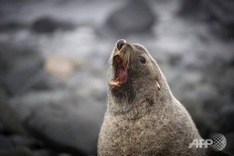Antarctic ocean sanctuary talks end in failure