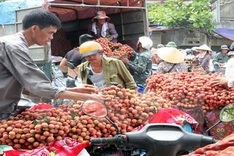 First containers of lychee go to the US on May 30