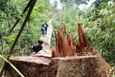 Vietnam loses 936 hectares of forest in 2018