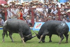 Into the arena of Do Son buffalo fighting festival