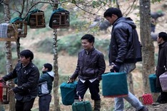 Sweet sounds of Lao Cai Province bird market