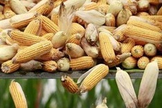Chinese farmers are illegally growing GMO corn: Greenpeace