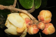 Four new camellia species found in Vietnam