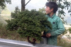 Rare trees sold as Tet decorations in Sapa