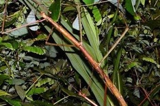 70 endangered species discovered in Vietnam