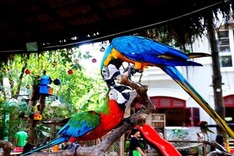 HCM City's unique parrot cafe