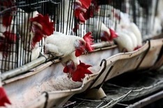 Mexico kills 2.5 mn poultry to contain bird flu