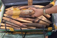 Customs officers detained for stealing ivory