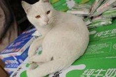 Ancient bones offer peek at history of cats in China