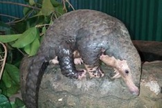 Police seize vehicle with 80 pangolins