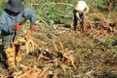China cassava processors seek partners
