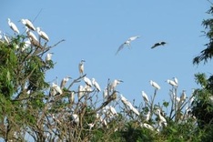 Hai Duong’s Stork Island becomes national relic site