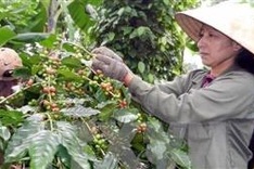 Coffee exports expected to earn US$3 billion