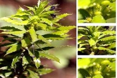 Scientists find new plant cures to save rare animals