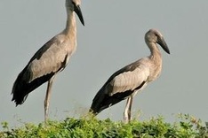 Over 7,000 storks flock to Tram Chim Park