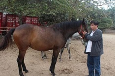 Man builds large horse farm in Hanoi