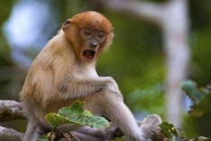 Palm planters blamed for decline of Borneo monkey