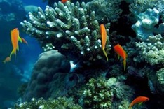 Ocean acidification may be worst in 300 million years: study