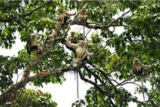 Half of world's Tonkin monkeys found in Vietnam