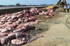 Mekong Delta battles salt water intrusion