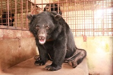 Owner donates five black bears to rescue centre